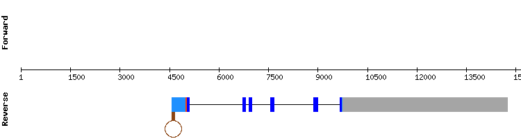 gene structure