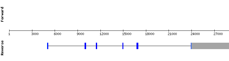 gene structure