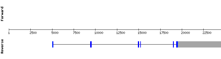 gene structure