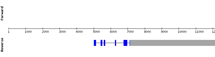 gene structure