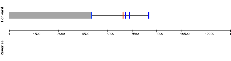 gene structure