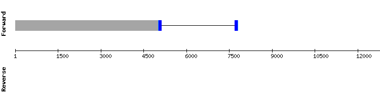 gene structure
