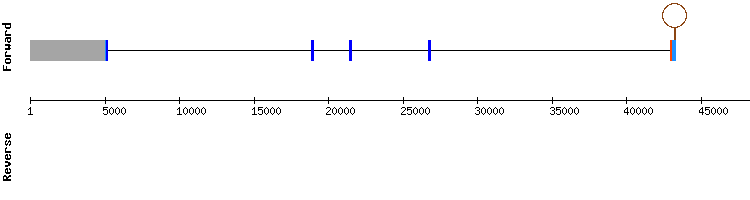 gene structure