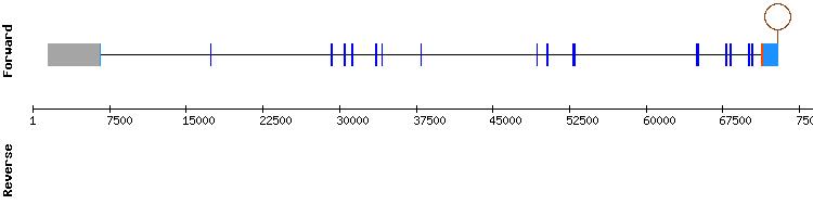 gene structure