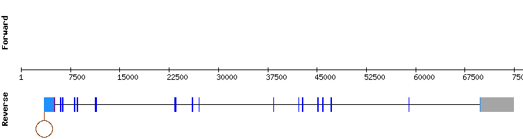 gene structure