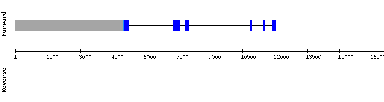 gene structure