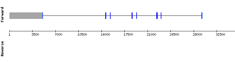 gene structure