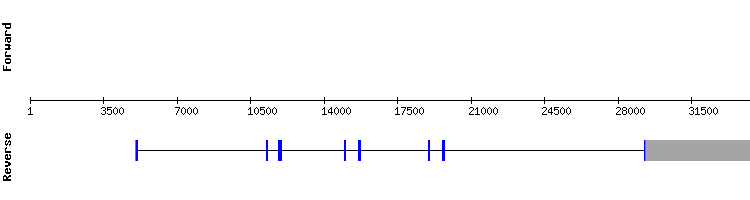 gene structure