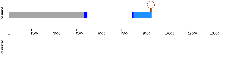 gene structure