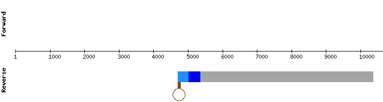 gene structure
