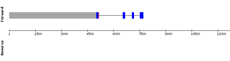 gene structure