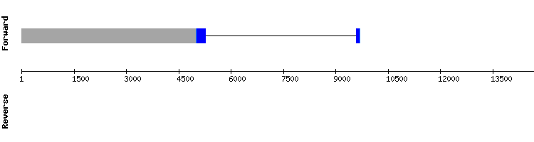 gene structure