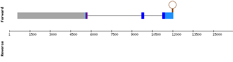 gene structure