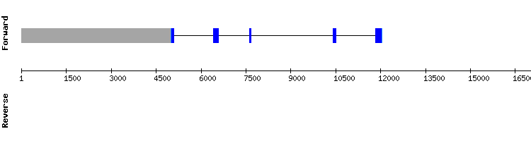 gene structure