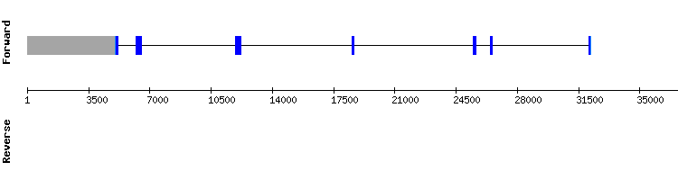gene structure