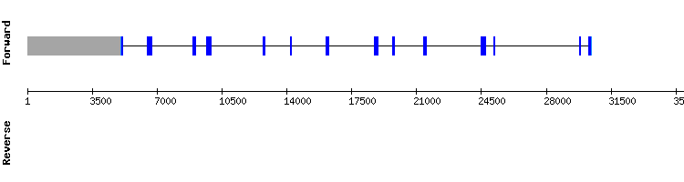 gene structure
