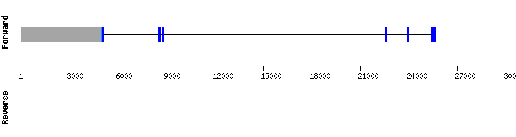 gene structure
