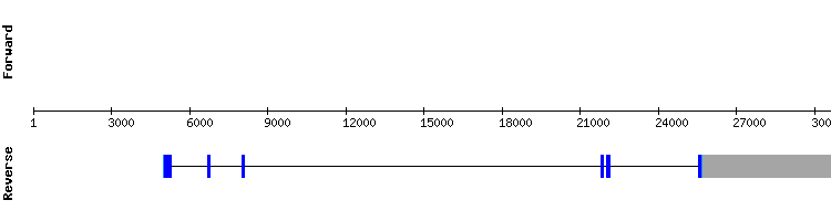 gene structure
