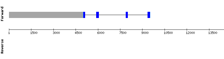 gene structure
