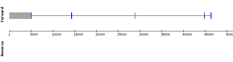 gene structure