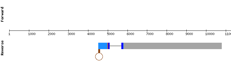 gene structure