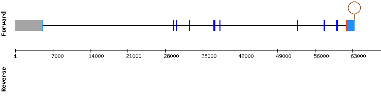 gene structure