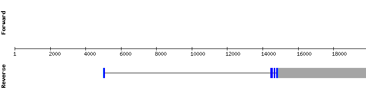 gene structure