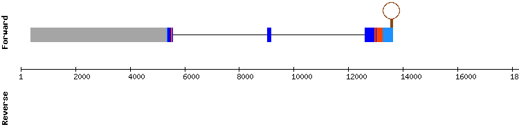 gene structure