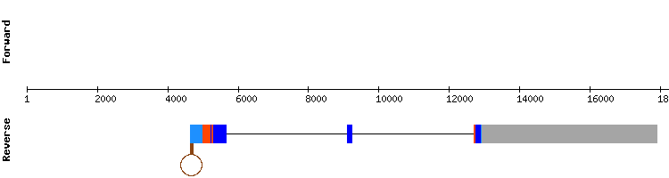 gene structure