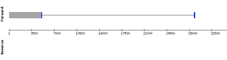 gene structure