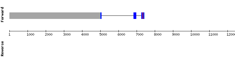 gene structure