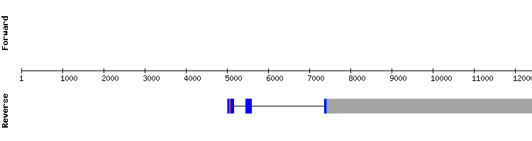 gene structure