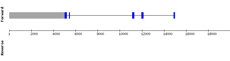 gene structure