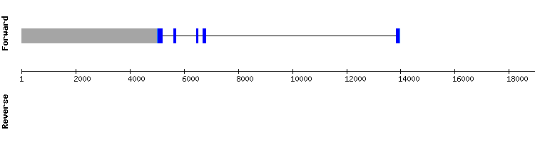gene structure
