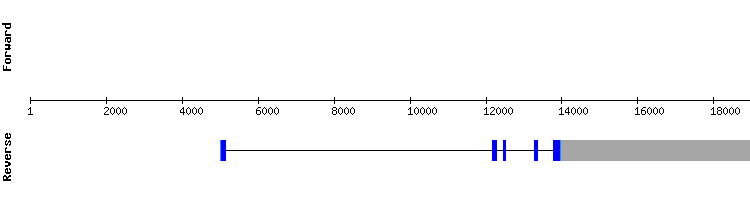gene structure