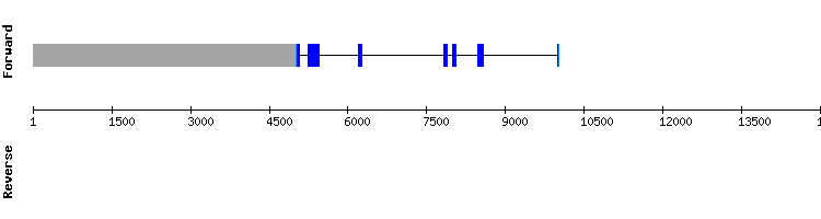 gene structure