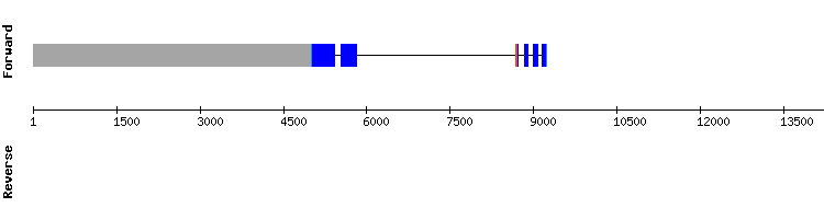 gene structure