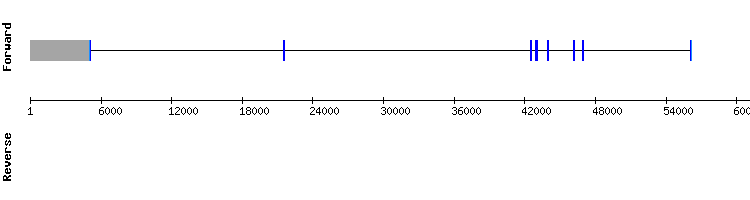 gene structure
