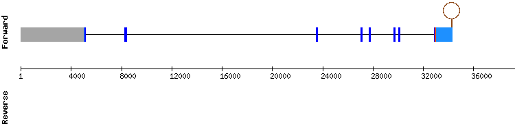gene structure