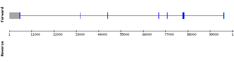 gene structure