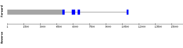 gene structure