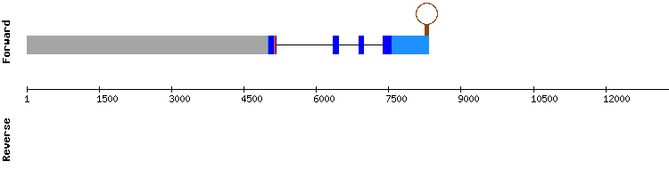 gene structure