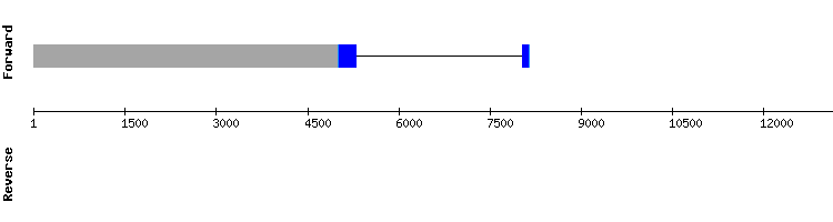 gene structure