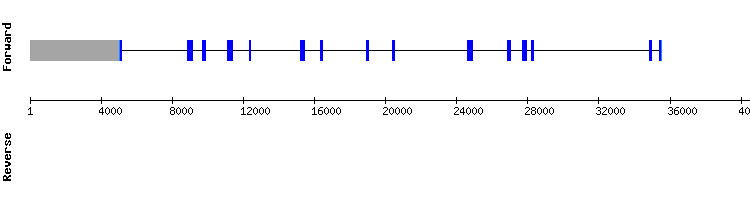 gene structure