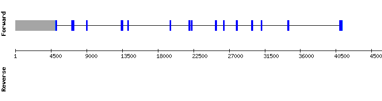gene structure