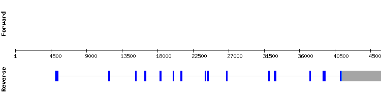gene structure