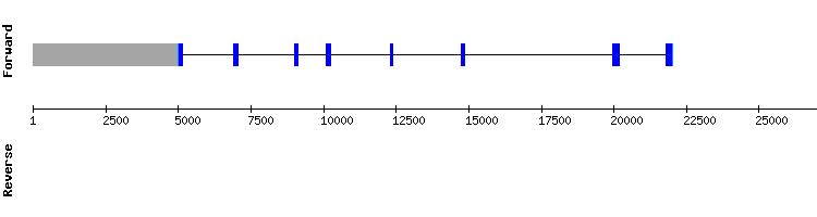 gene structure