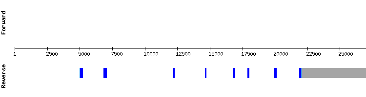 gene structure