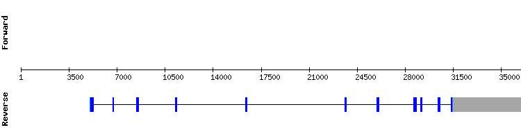 gene structure