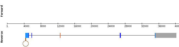 gene structure